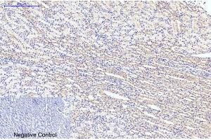 Immunohistochemical analysis of paraffin-embedded rat kidney tissue. (LC3B Antikörper)