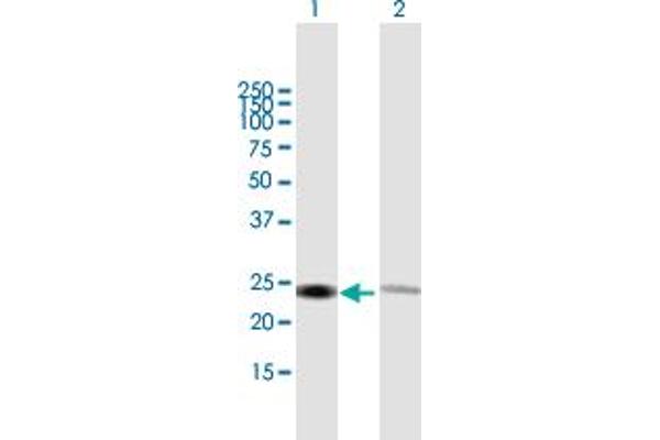 RPL14 Antikörper  (AA 1-220)