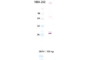 Western Blot Analysis of SMN1, mAb (2B1) . (SMN1 Antikörper  (C-Term))