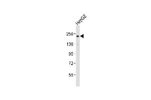 Anti-RICTOR Antibody (Center)at 1:2000 dilution + HepG2 whole cell lysates Lysates/proteins at 20 μg per lane. (RICTOR Antikörper  (AA 1068-1102))