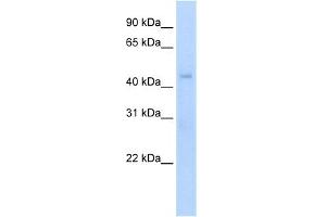 WB Suggested Anti-Rgs7 Antibody Titration:  5. (RGS7 Antikörper  (N-Term))