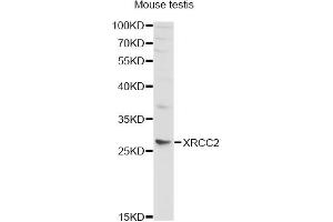 Western blot analysis of extracts of mouse testis, using XRCC2 antibody (ABIN5970910) at 1/1000 dilution. (XRCC2 Antikörper)