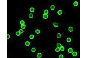 Immunofluorescence (IF) image for anti-CD4 (CD4) antibody (Alexa Fluor 488) (ABIN2657423) (CD4 Antikörper  (Alexa Fluor 488))