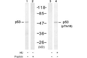 Image no. 1 for anti-Tumor Protein P53 (TP53) (pThr18) antibody (ABIN319214) (p53 Antikörper  (pThr18))