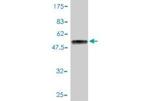 Western Blot detection against Immunogen (51. (HSF2 Antikörper  (AA 1-230))