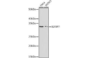 Western blot analysis of extracts of various cell lines, using IGFBP7 Rabbit mAb (ABIN7267910) at 1:1000 dilution. (IGFBP7 Antikörper)