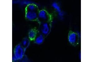 Confocal immunofluorescence analysis of methanol-fixed HEK293 cells trasfected with EphB4-hIgGFc using EphB4 antibody (green), showing membrane localization. (EPH Receptor B4 Antikörper)