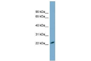 MXRA7 antibody used at 1 ug/ml to detect target protein. (MXRA7 Antikörper  (N-Term))