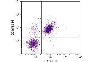 BALB/c mouse splenocytes were stained with Rat Anti-Mouse CD16/32-PE. (CD32/CD16 Antikörper  (PE))