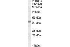 Western Blotting (WB) image for ArsA Arsenite Transporter, ATP-Binding, Homolog 1 (ASNA1) peptide (ABIN369545) (ArsA Arsenite Transporter, ATP-Binding, Homolog 1 (ASNA1) Peptid)