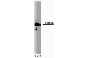 Western blot analysis of Neuronal Pentraxin on rat brain lysate. (Neuronal Pentraxin (AA 137-312) Antikörper)