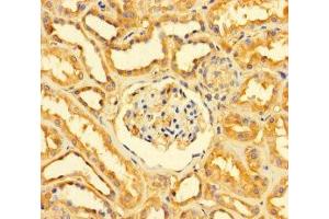 Immunohistochemistry of paraffin-embedded human kidney tissue using ABIN7154018 at dilution of 1:100 (GATD3A (AA 43-268) Antikörper)