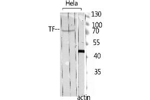 Western Blotting (WB) image for anti-Transferrin (TF) (C-Term) antibody (ABIN3178268) (Transferrin Antikörper  (C-Term))