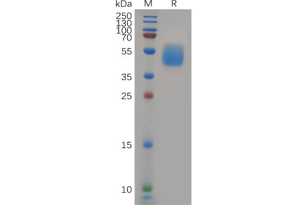 GPR87 Protein (AA 1-46) (Fc Tag)