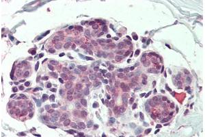 Anti-ITGA6 / CD49f antibody  ABIN960787 IHC staining of human breast. (ITGA6 Antikörper  (N-Term))