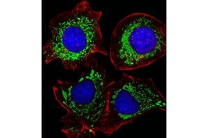 Fluorescent image of HepG2 cells stained with AK4 Antibody . (AK4 Antikörper  (AA 119-153))