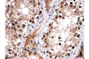 AP10059PU-N (2 µg/ml) staining of paraffin embedded Human Testis. (FOXI1 Antikörper  (C-Term))