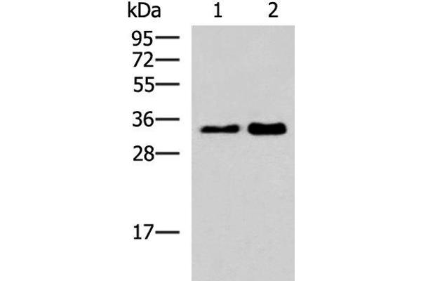 HNRNPA1L2 Antikörper
