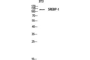 Western blot analysis of 3T3 lysate using SREBP-1 antibody. (SREBF1 Antikörper)