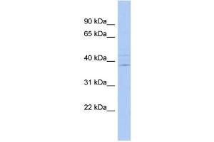 WB Suggested Anti-IQCK Antibody Titration: 0. (IQCK Antikörper  (Middle Region))