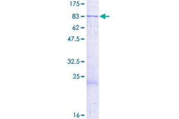 MUS81 Protein (AA 1-551) (GST tag)