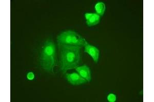 IF/ICC testing of HeLa cells (TNFAIP1 Antikörper  (N-Term))