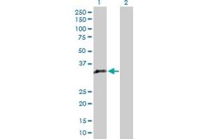 Western Blot analysis of GIMAP5 expression in transfected 293T cell line by GIMAP5 MaxPab polyclonal antibody. (GIMAP5 Antikörper  (AA 1-307))