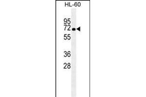 HSA antibody (ABIN659080 and ABIN2838072) western blot analysis in HL-60 cell line lysates (35 μg/lane). (HSP70 1A Antikörper  (AA 574-600))