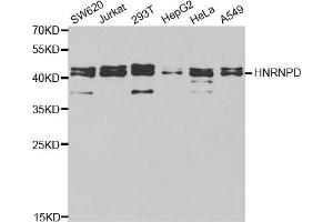 Western blot analysis of extracts of various cell lines, using HNRNPD antibody. (HNRNPD/AUF1 Antikörper)