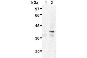 Western Blotting (WB) image for anti-ES1 Protein Homolog (AA 1-281), (full length), (N-Term) antibody (ABIN1449175) (ES1 Protein Homolog (AA 1-281), (full length), (N-Term) Antikörper)