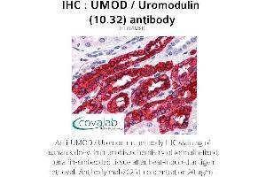 Image no. 1 for anti-Uromodulin (UMOD) antibody (ABIN1723177) (Uromodulin Antikörper)