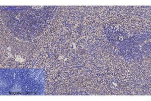 Immunohistochemical analysis of paraffin-embedded rat spleen tissue. (JAG1 Antikörper  (Internal Region))