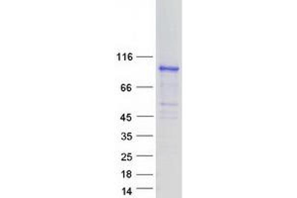 SH2B2 Protein (Myc-DYKDDDDK Tag)