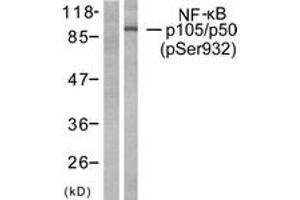 Western blot analysis of extracts from HeLa cells treated with CA+TNF 20ng/ml 10', using NF-kappaB p105/p50 (Phospho-Ser932) Antibody. (NFKB1 Antikörper  (pSer932))