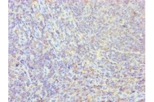 Immunohistochemistry of paraffin-embedded human tonsil tissue using ABIN7162798 at dilution of 1:100 (PPIB Antikörper  (AA 34-216))