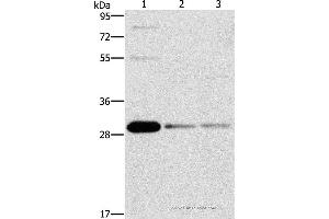 Western blot analysis of HepG2, Raji and 293T cell, using BCL10 Polyclonal Antibody at dilution of 1:950 (BCL10 Antikörper)