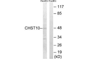 Western Blotting (WB) image for anti-Carbohydrate Sulfotransferase 10 (CHST10) (Internal Region) antibody (ABIN1850990) (CHST10 Antikörper  (Internal Region))