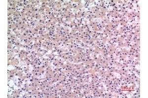 Immunohistochemical analysis of paraffin-embedded human-liver, antibody was diluted at 1:100. (CMTM6 Antikörper  (C-Term))