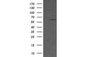 Image no. 1 for anti-CD19 Molecule (CD19) antibody (ABIN1497183) (CD19 Antikörper)