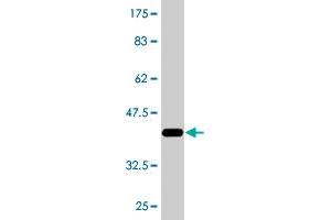 Western Blot detection against Immunogen (37. (RAGE Antikörper  (AA 87-197))