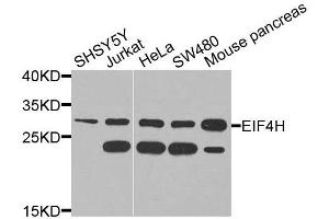 Western blot analysis of extracts of various cell lines, using EIF4H antibody (ABIN6003661) at 1/1000 dilution. (EIF4H Antikörper)