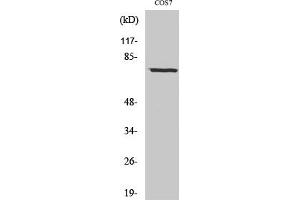 Western Blot analysis of COS7 cells using Netrin-1 Polyclonal Antibody diluted at 1:1000. (Netrin 1 Antikörper  (C-Term))