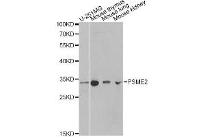 Western blot analysis of extracts of various cell lines, using PSME2 antibody. (PSME2 Antikörper)