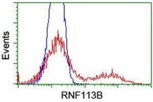 HEK293T cells transfected with either RC205407 overexpress plasmid (Red) or empty vector control plasmid (Blue) were immunostained by anti-RNF113B antibody (ABIN2455437), and then analyzed by flow cytometry. (RNF113B Antikörper)