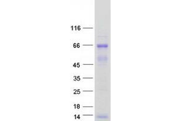 FAM63A Protein (Transcript Variant 1) (Myc-DYKDDDDK Tag)