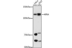 Western blot analysis of extracts of various cell lines, using HIRA antibody (ABIN7267656) at 1:1000 dilution. (HIRA Antikörper)