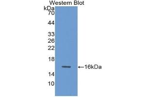 Detection of Recombinant GDF15, Rat using Polyclonal Antibody to Growth Differentiation Factor 15 (GDF15) (GDF15 Antikörper  (AA 189-303))