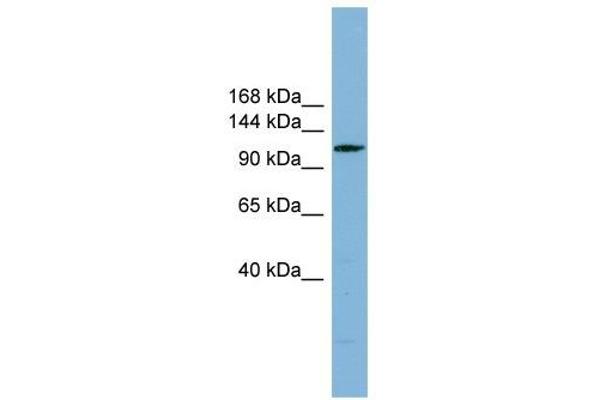 DNAAF2 Antikörper  (N-Term)