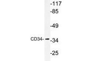 Western blot analysis of CD34 antibody in extracts from HepG2 cells. (CD34 Antikörper)