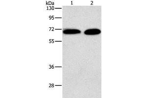 Western Blot analysis of Jurkat and NIH/3T3 cell using PRKCA Polyclonal Antibody at dilution of 1:500 (PKC alpha Antikörper)